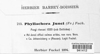 Phyllachora junci image